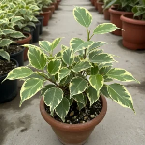 Movie Ficus