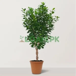 Panda Ficus retusa