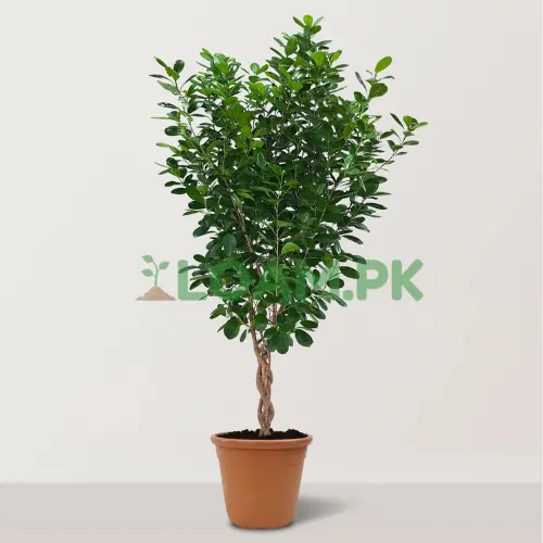Panda Ficus retusa