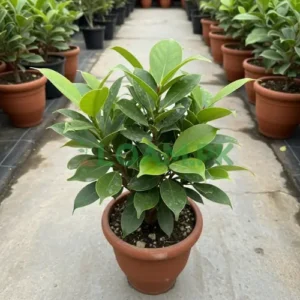 Banta Ficus