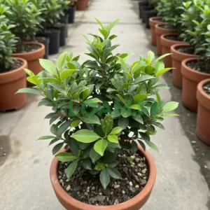 Semi Miniature Ficus