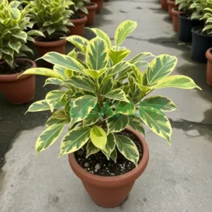 Golden Ficus