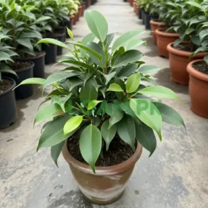FICUS BENJAMINA | Kali Ficus