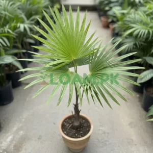 COPERNICIA PALM (WAX PALM)