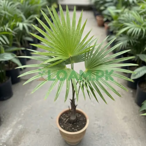 COPERNICIA PALM (WAX PALM)