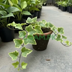 ENGLISH IVY CREEPER Bail