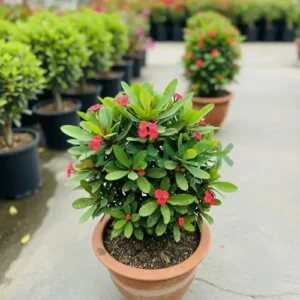 EUFORBIA HEDGE PLANT