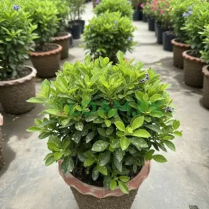 DURANTA HEDGE PLANTS