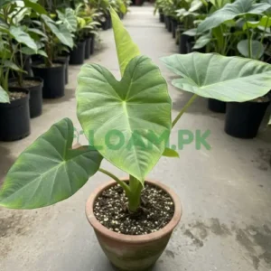 COLOCASIA ESCULENTA