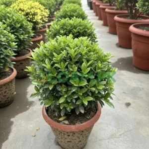 CHANDNI HEDGE PLANTS