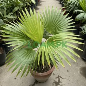 European Fan Palm