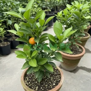 CITRUS PLANTS