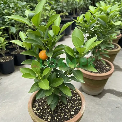 CITRUS PLANTS