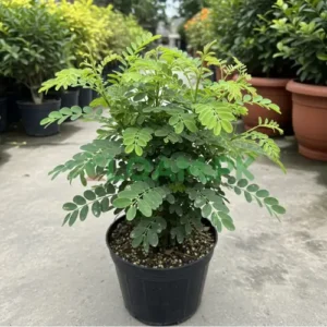 CASSIA NODOSA