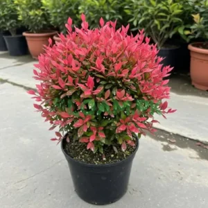 BURNING BUSH (لال جھڑی)