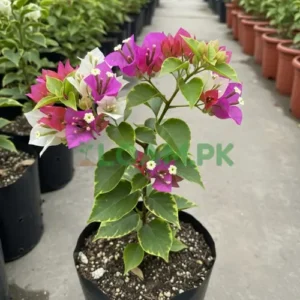 BOUGAINVILLEA VARIGATED