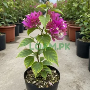 BOUGAINVILLEA CLIMBER