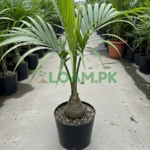 Bottle Palms Plant