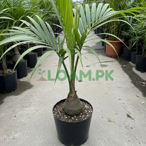 Bottle Palms Plant