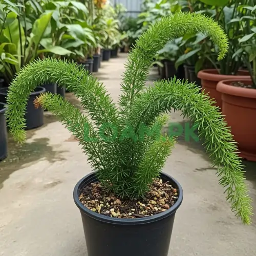 ASPARAGUS MARRY