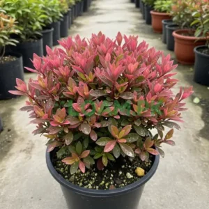 ALTERNANTHERA FICOIDEA