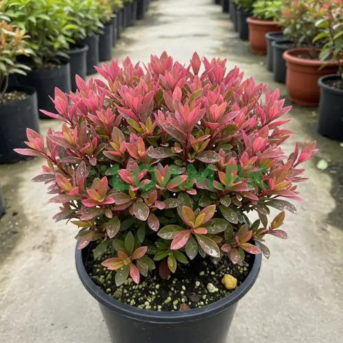 ALTERNANTHERA FICOIDEA