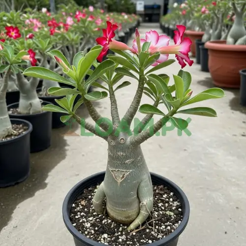 ADENIUM