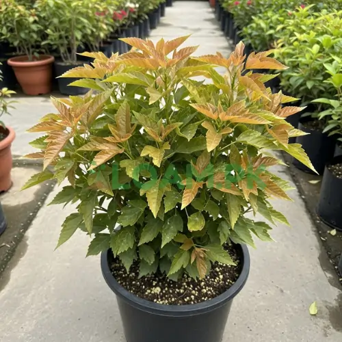 ACALYPHA HEDGE PLANTS