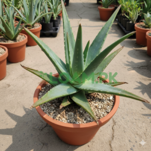 Aloe Vera Plant