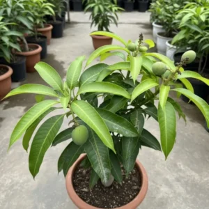 Anwar Ratol Mango
