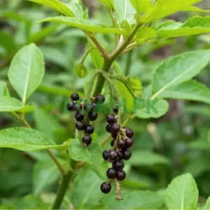 Black Pepper Plant