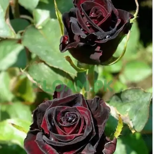 Black Rose Gulab