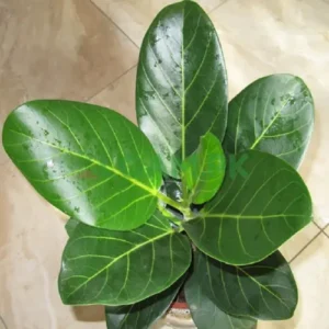 Bohar Tree