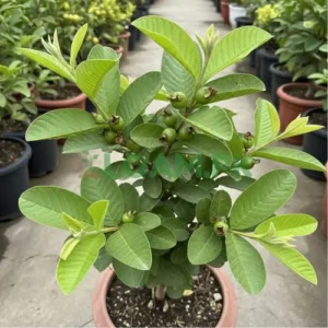 Amrood (Guava)