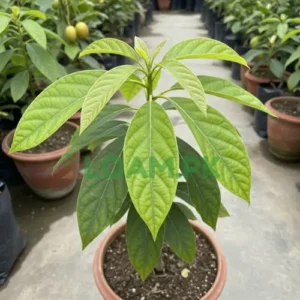 Avocado Plant