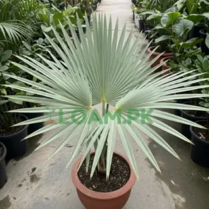 Bismarckia Palm