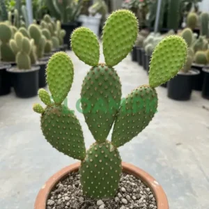 Bunny Ears Cactus