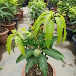 Chaunsa Mango