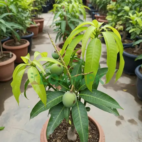 Chaunsa Mango