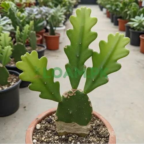 Fishbone Cactus