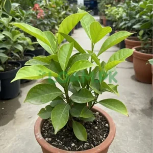 Japani Phal (جاپانی پھل)