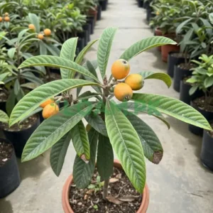 Loquat Plant