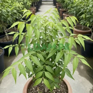 Neem Tree Plant