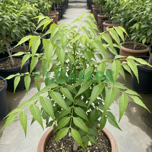 Neem Tree Plant