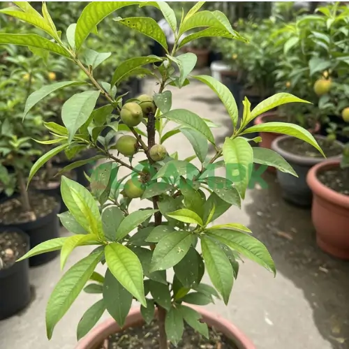 Peach Tree Plant