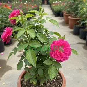 Pink Rose Gulab