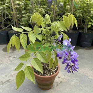 ROYAL WISTERIA