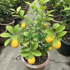 SEED LESS LEMON