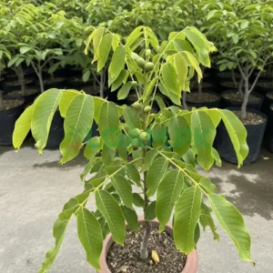 Walnut (Akhrot)