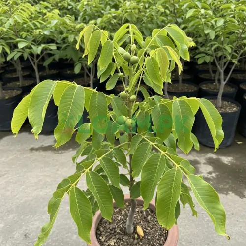 Walnut (Akhrot)